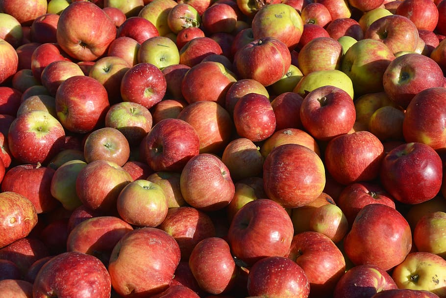 apple, fruit, red, fresh, healthy, vitamins, ripe, harvest HD wallpaper