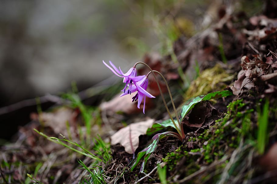 nature, plants, outdoors, leaf, flowers, spring, wildflower HD wallpaper