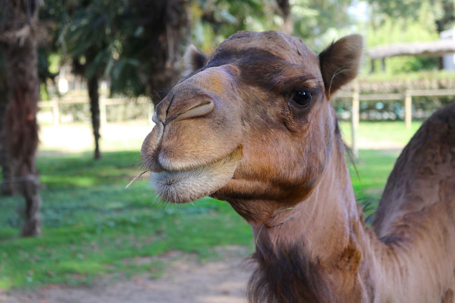 camel, green, brown, form, tree, pose, animal, wild, nature HD wallpaper