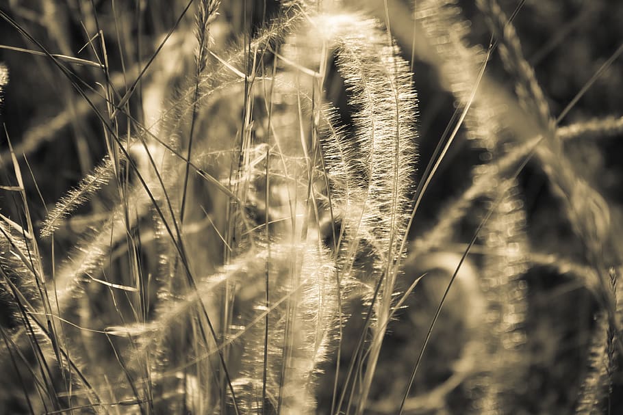 grass, sepia, abstract, close-up, nature, macro, bends, plant HD wallpaper