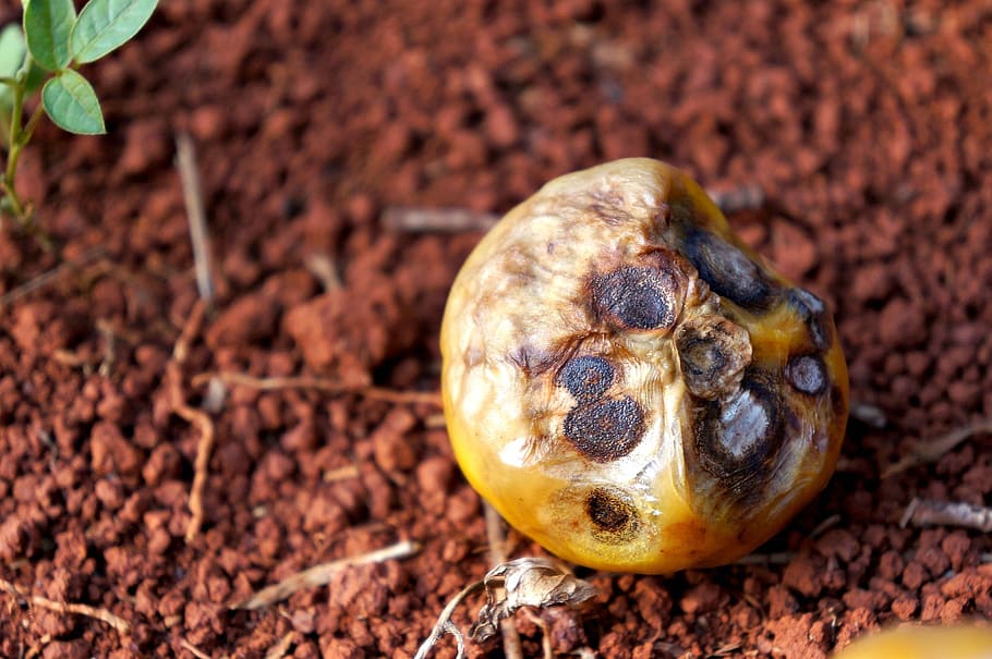 close up, fruit, rotten, soil, ground, tomato, decay, food and drink HD wallpaper