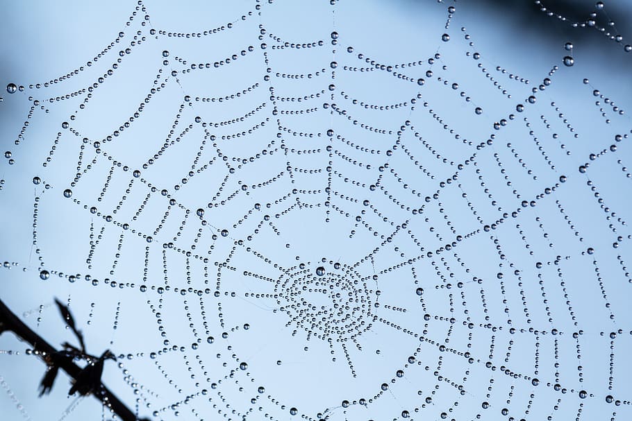 beaded, cobweb, dew, drip, raindrop, dewdrop, drop of water HD wallpaper
