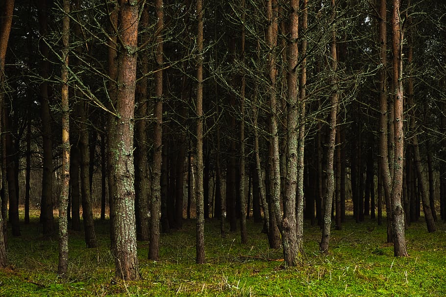 plant, tree, tree trunk, vegetation, nature, land, outdoors HD wallpaper