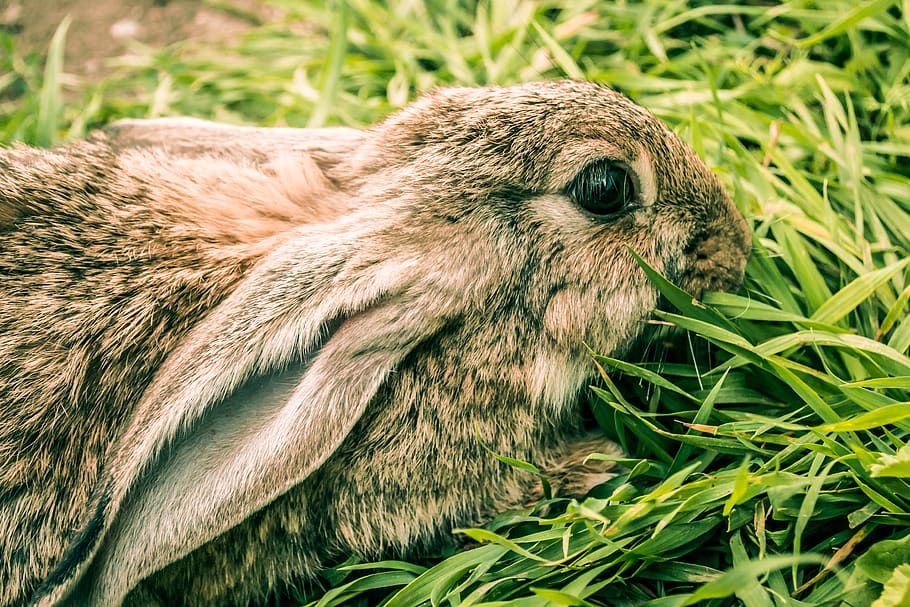 rabbit, cute, hare, easter, nature, grass, wild, mammals, background HD wallpaper