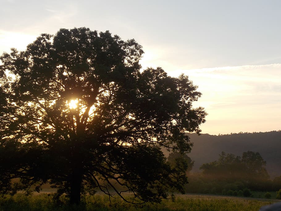 tree, plant, sky, beauty in nature, tranquility, growth, sunset HD wallpaper