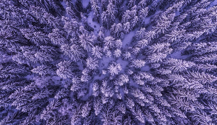 frozen, forest, winter, crystal, frost, tree, environment, snow HD wallpaper