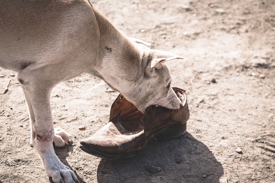 gray dog biting brown leather shoe, apparel, clothing, footwear, HD wallpaper