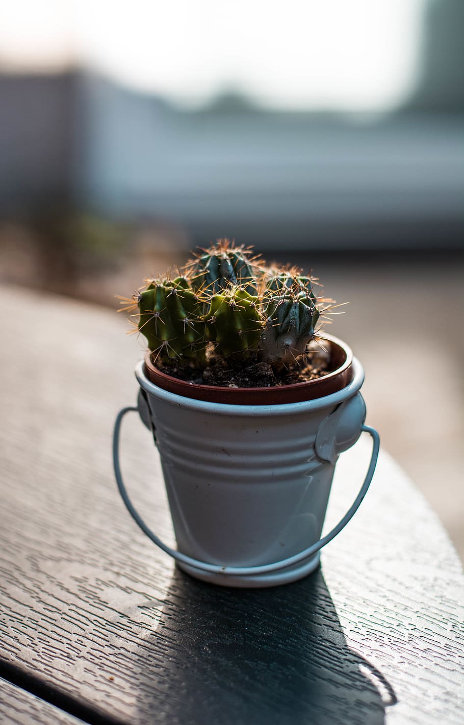 Closeup Photography of Green Cactus Plant on Pail, blurred background HD wallpaper