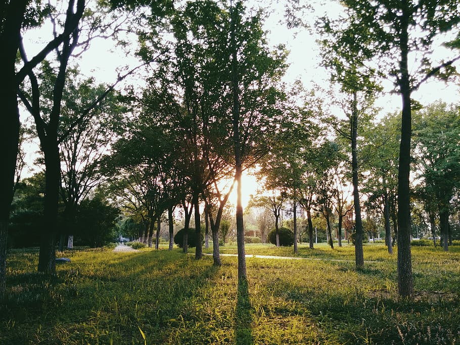 green, park, china, plant, tree, grass, tranquility, beauty in nature HD wallpaper