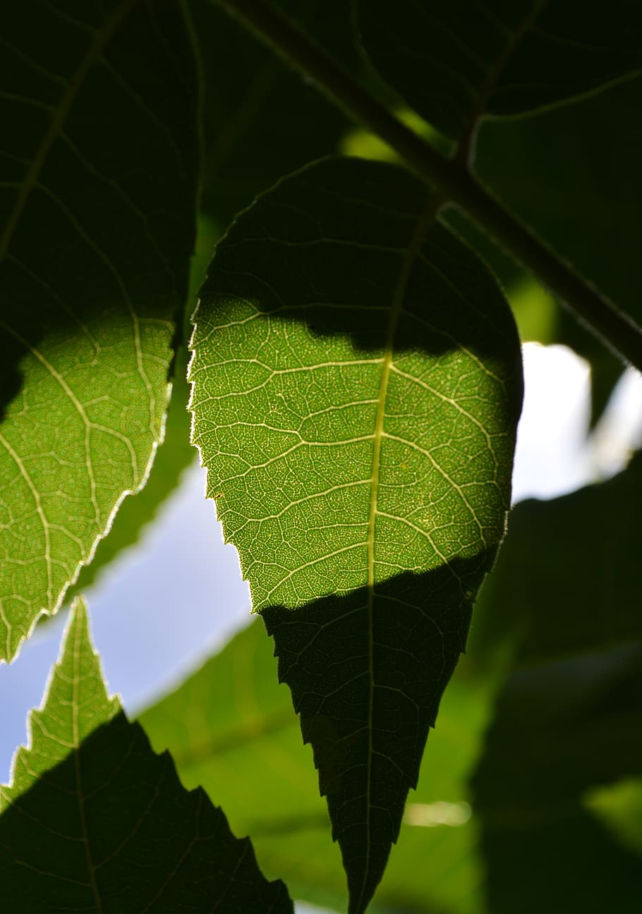 nature, leaf, serrated leaf edge, plant part, green color, close-up HD wallpaper