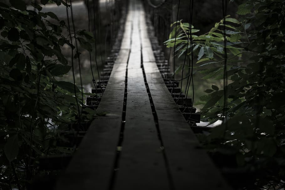 bridge, path, wood, woods, forest, plant, no people, direction HD wallpaper