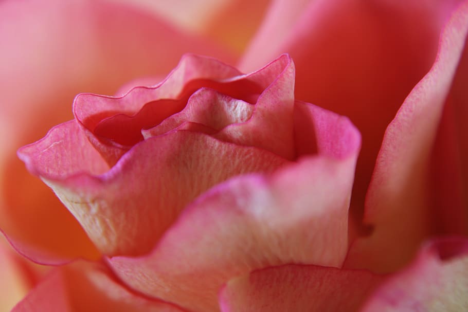 pink rose, feeling, passion, macro, background, flower, bloom HD wallpaper