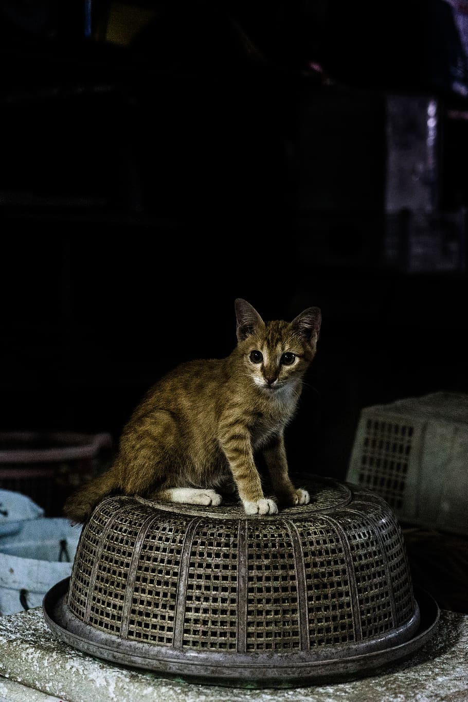 tabby kitten on baskt, animal themes, pets, mammal, domestic HD wallpaper
