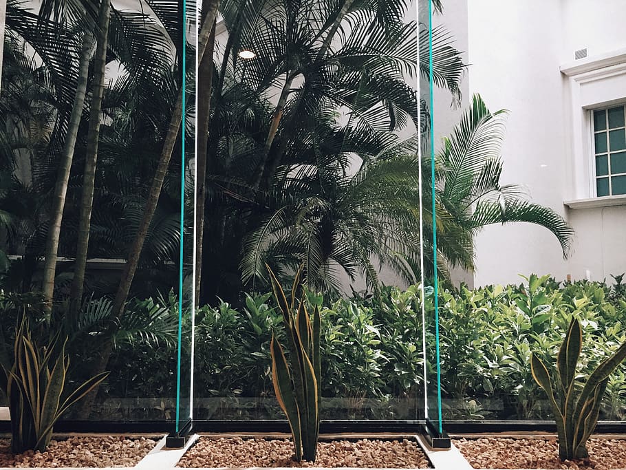 mexico, cancún, relax, palmtrees, forest, modern, jungle, spa HD wallpaper