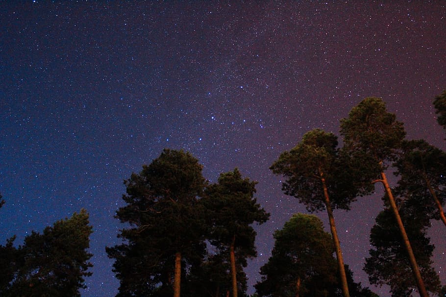 green trees during nighttime, star - space, astronomy, plant HD wallpaper