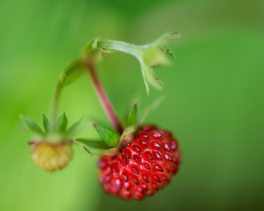 raspberry, nature, fruit, red, ripe, bio, harvest, raspberries HD wallpaper