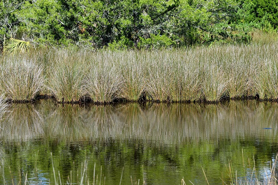 marshland, swamp, environment, landscape, nature, swamp grass HD wallpaper