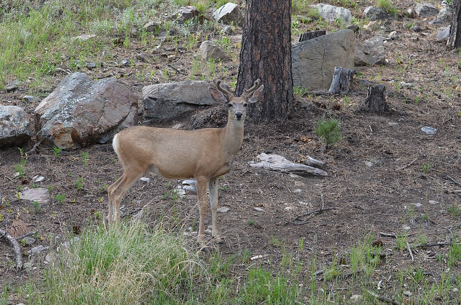 deer, custer, park, animal themes, mammal, animal wildlife HD wallpaper