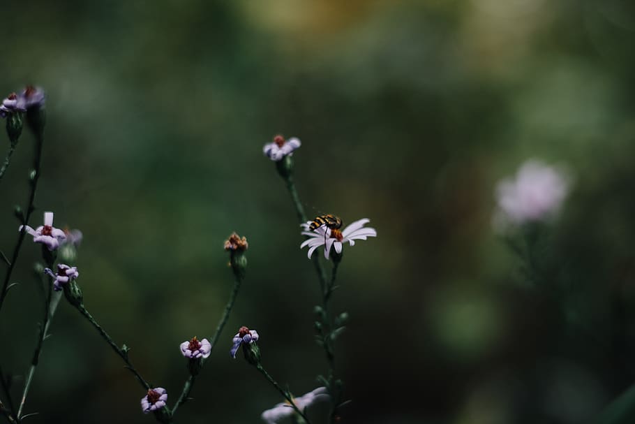 bee, bug, nature, life, animal, purple, fall, spring, new, bright HD wallpaper