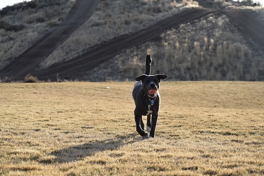 Adult Short-coated Black Dog Walking on Grass at Daytime, ball HD wallpaper