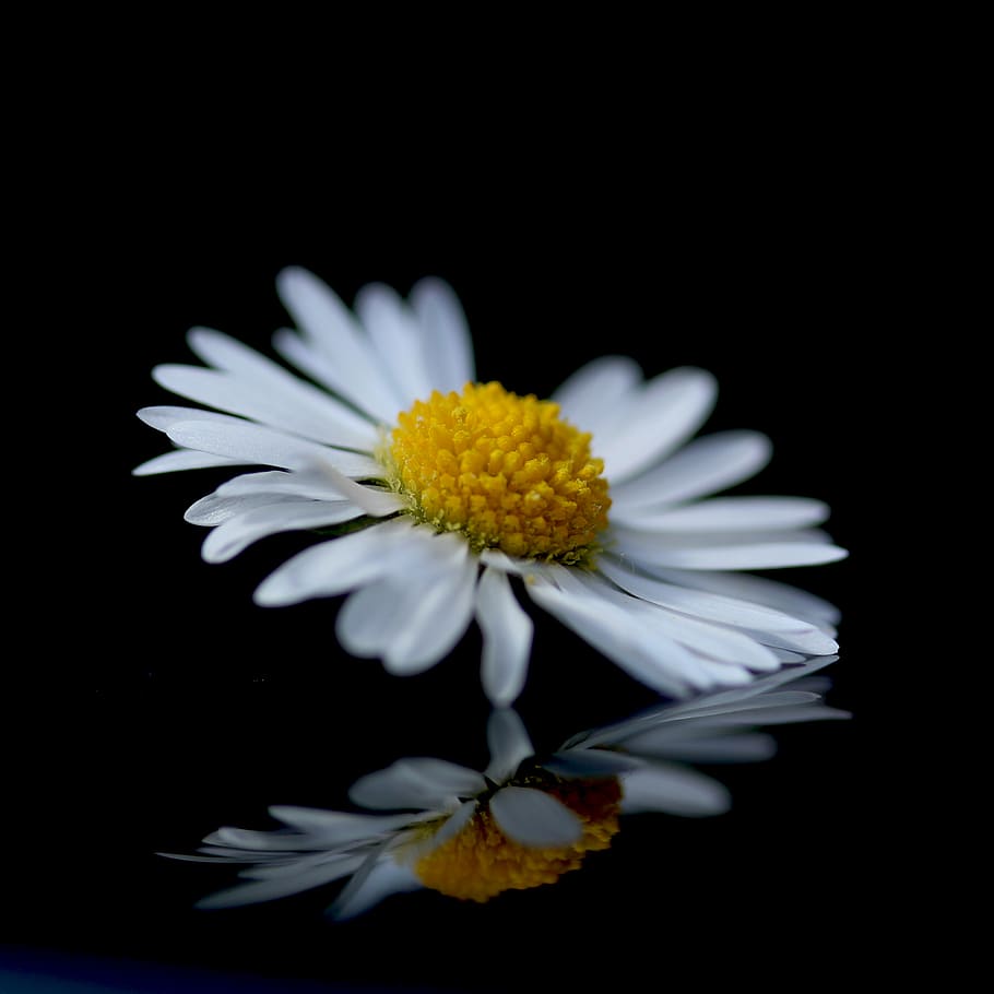 flower, daisy, reflection, wildflower, flowering plant, fragility HD wallpaper