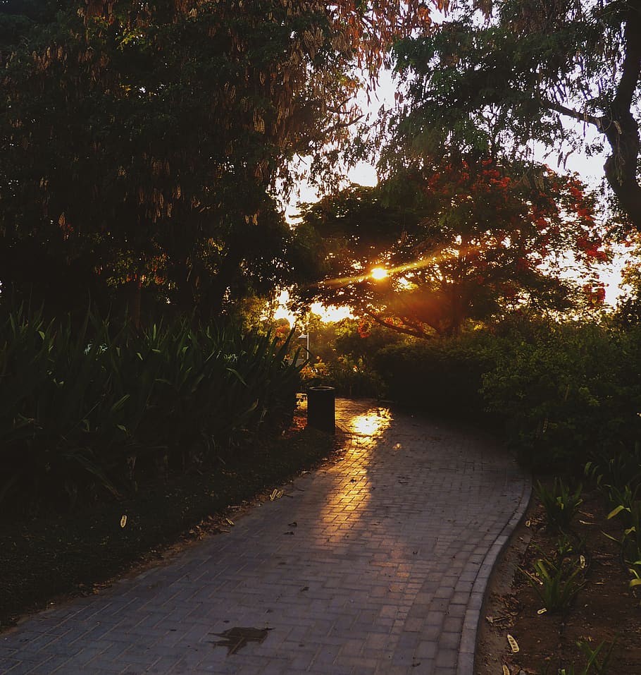 trees, sunset, red, path, plant, tranquility, direction, growth HD wallpaper