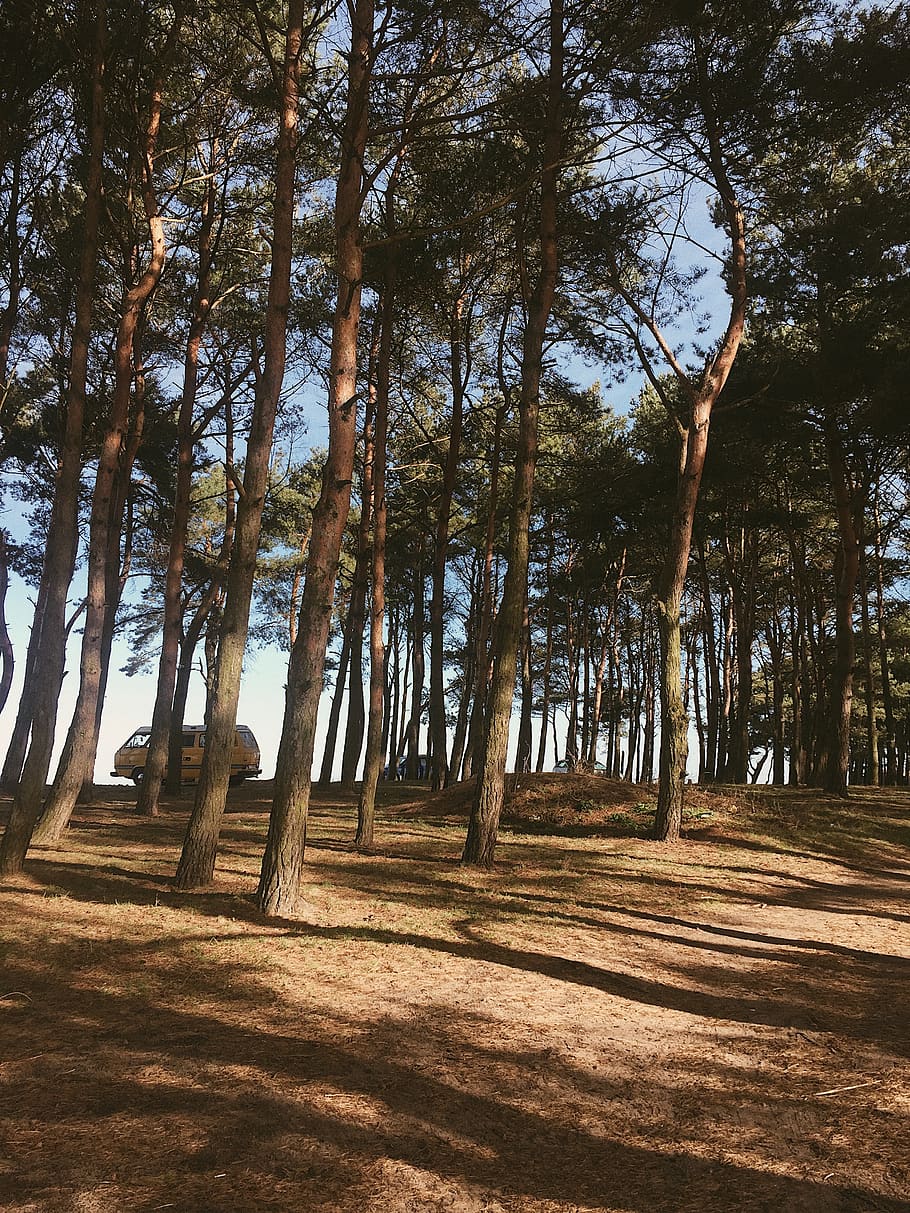 Photo of Trees During Daytime, branches, conifers, environment HD wallpaper