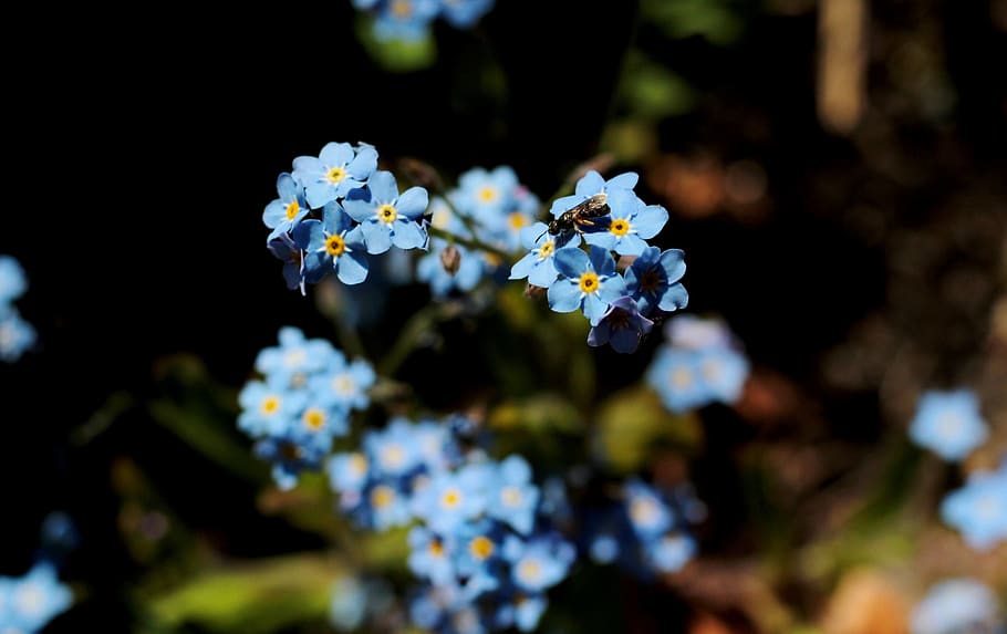 vergeetmenietjes, blue, myosotis, fly, sunlight, spring, flower, HD wallpaper