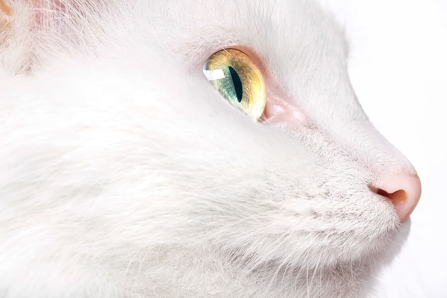 cat, eye, head, closeup, mammal, fur, light, fluffy, macro HD wallpaper