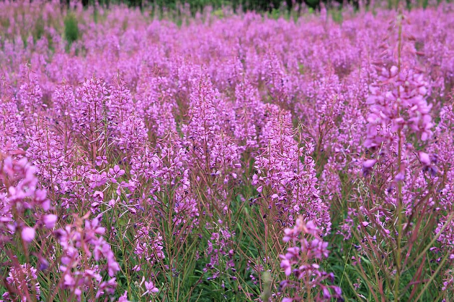 purple flower field, flowering plant, beauty in nature, growth HD wallpaper
