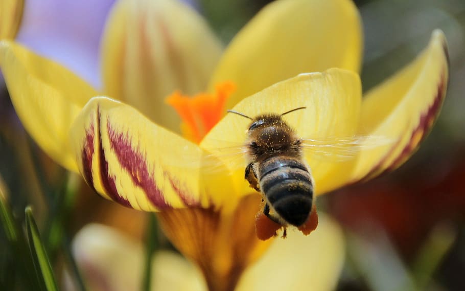 bee, fly, animal, pollinating, wild, nature, fresh, flower HD wallpaper