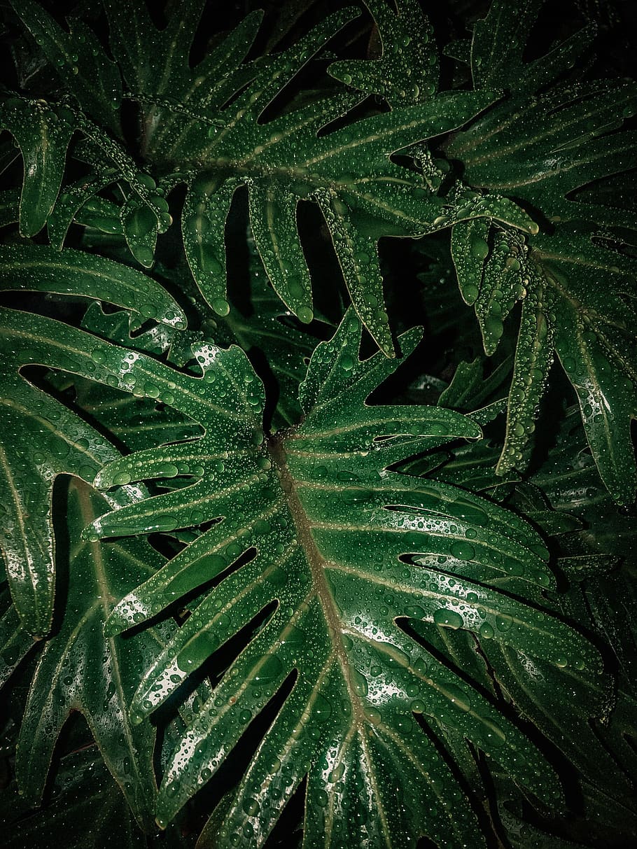 green palm plant, leaf, united states, los angeles, fern, veins, HD wallpaper