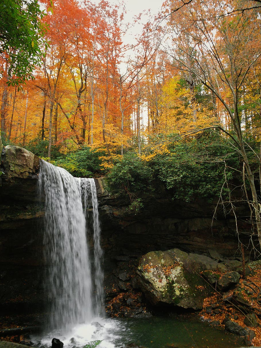 waterfalls on forest, tree, beauty in nature, scenics - nature HD wallpaper