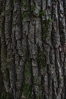bark, tree bark, wood, background, nature, tribe, log, weathered HD wallpaper