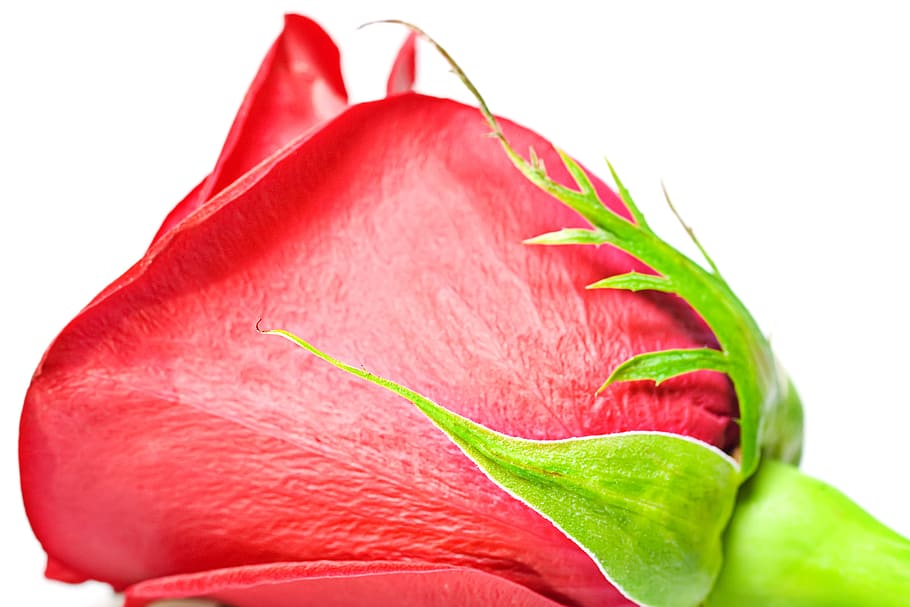flower, con2011, nature, red, close-up, freshness, leaf, plant part HD wallpaper