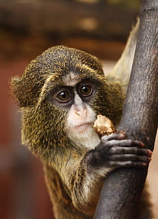 Brown and Black Monkey Handing Brown Fruit during Daytime, animal HD wallpaper