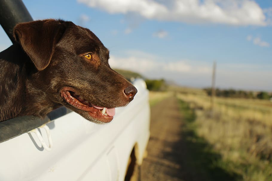 short-coated black dog near green grass field, pet, canine, mammal, HD wallpaper