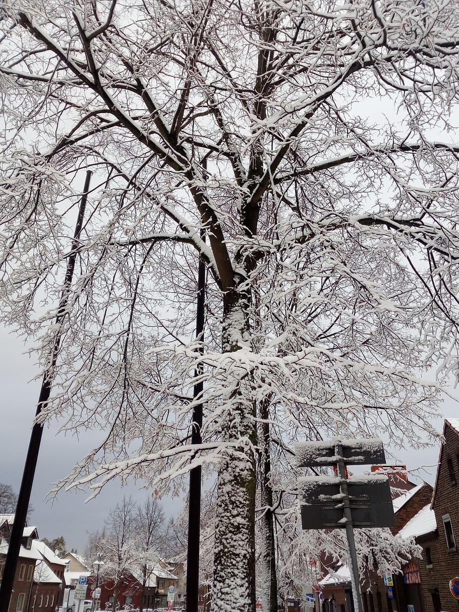 germany, pulheim, stommeln, trees, winter, snow day, plant HD wallpaper