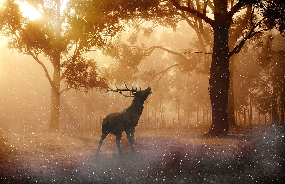 hirsch, deer, animal, tree, wood, forest, jungle, animal themes HD wallpaper