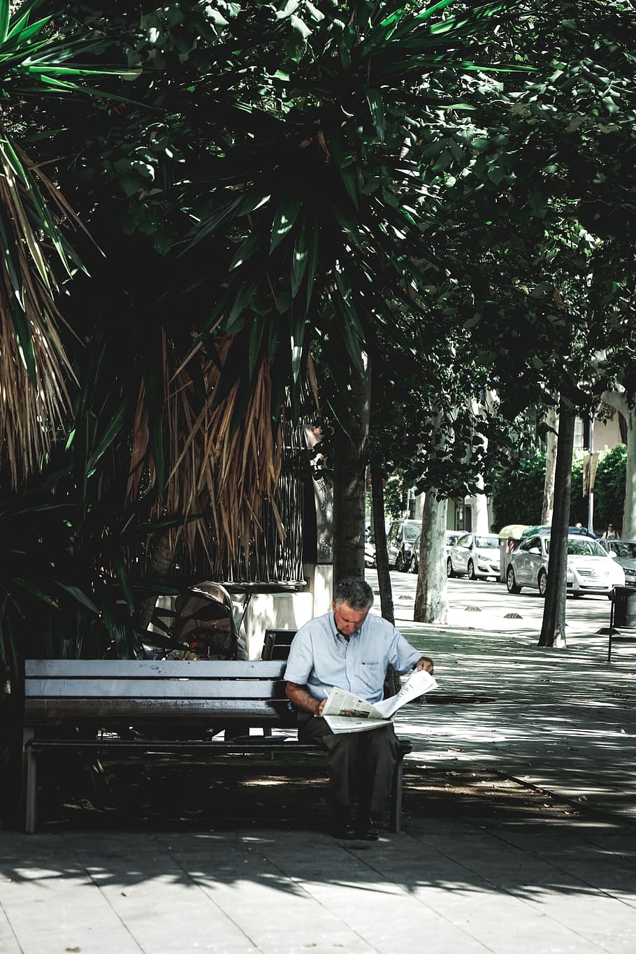 man reading newspaper sitting on bench, tree, one person, plant HD wallpaper