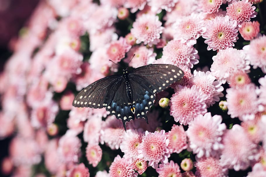 black moth on pink chrysanthemums, flower, blossom, plant, flora, HD wallpaper