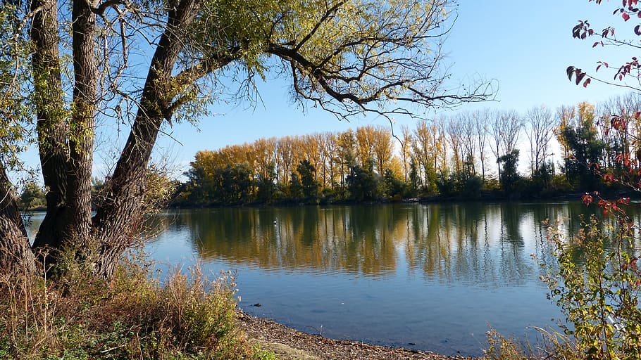 trees, landscape, mood, river, autumn, water, plant, lake, tranquility HD wallpaper