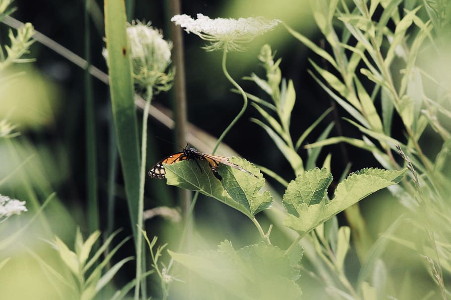 brown butterfly on leaf, plant, food, dill, flora, seasoning HD wallpaper