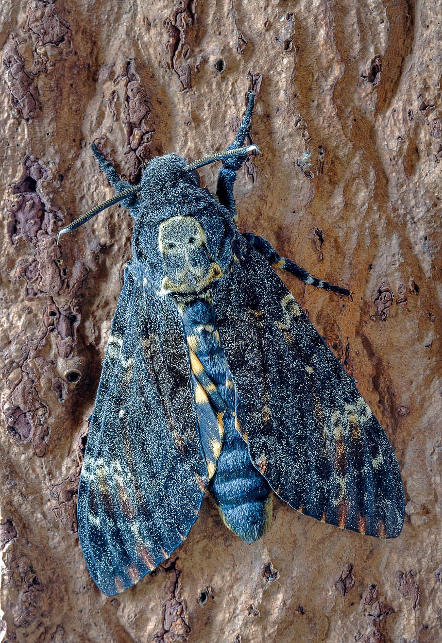 Pattern with death head hawk moth Royalty Free Vector Image