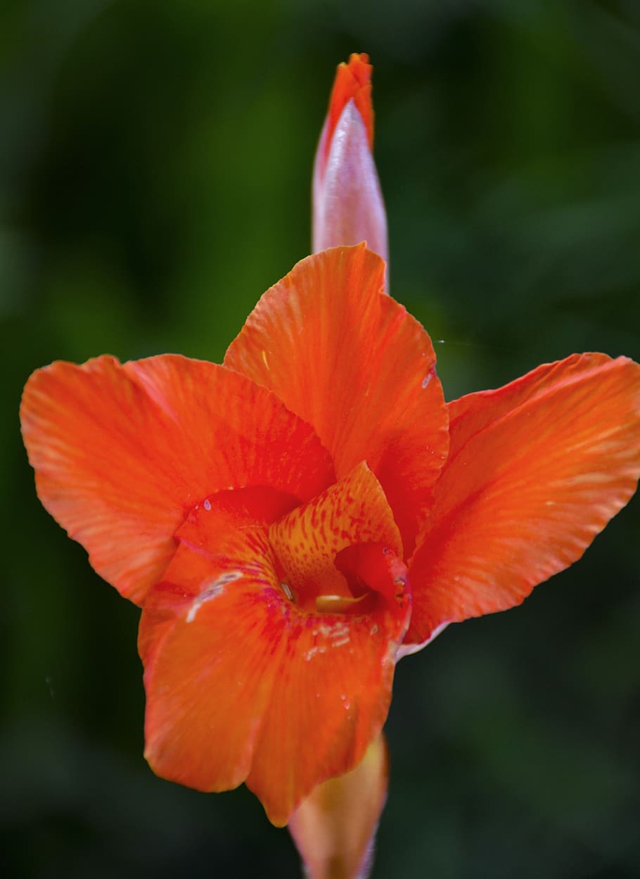 red flower, close up, bloom, blossom, nature, plant, garden HD wallpaper