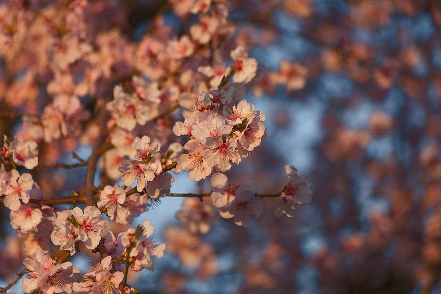 HD Wallpaper: Almond Flowers, Pink, Almond Blossom, Spring, Bloom ...