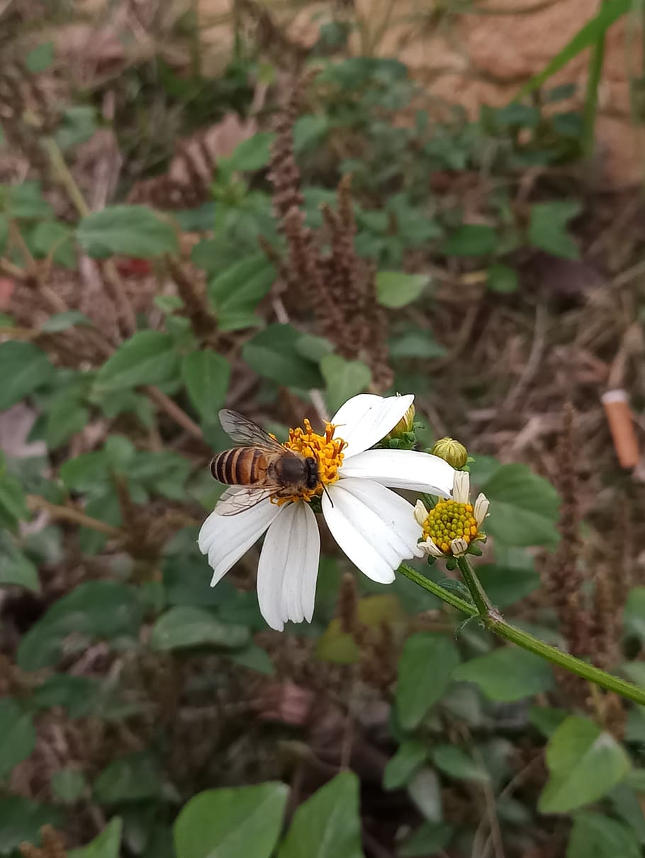 shenzhen, china, spring, flower, white flower, march, plant HD wallpaper