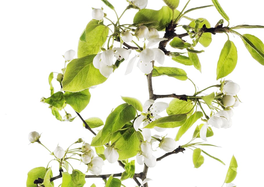flower, white, blossoming, spring, bud, summer, seasonal, tree HD wallpaper