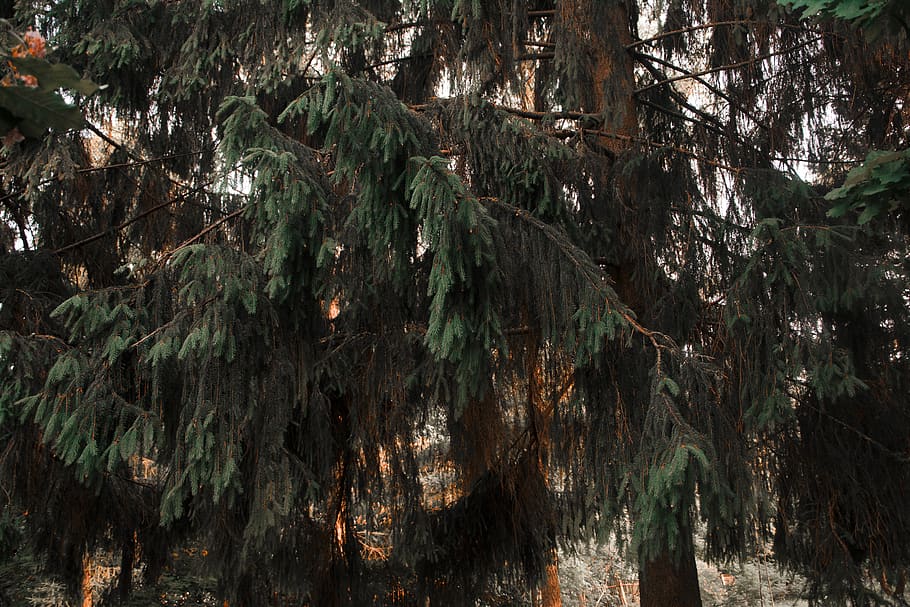 Photograph of Green Tree, beautiful, branch, conifer, daylight HD wallpaper