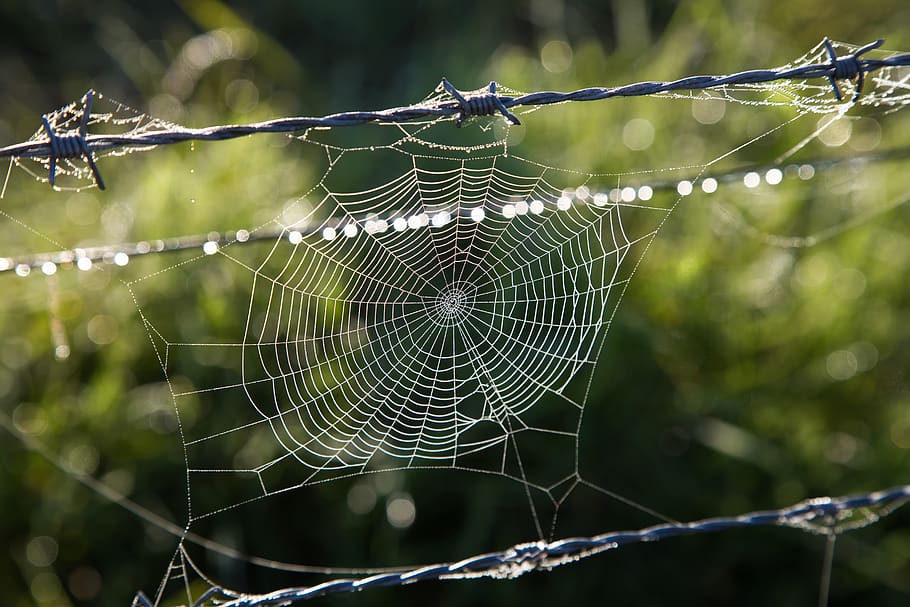 australia, spider web, focus on foreground, fragility, close-up HD wallpaper
